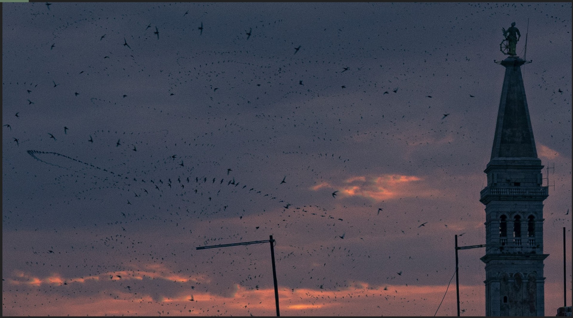 Birds flying around Rovinj Croatia during sunset